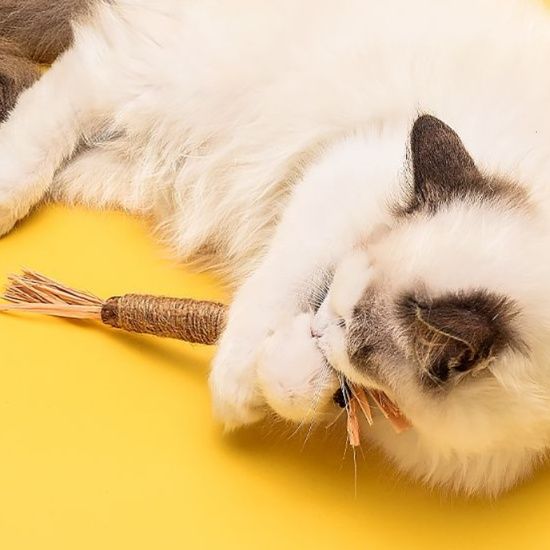 猫 おもちゃ 天然麻縄 歯磨きじゃらし