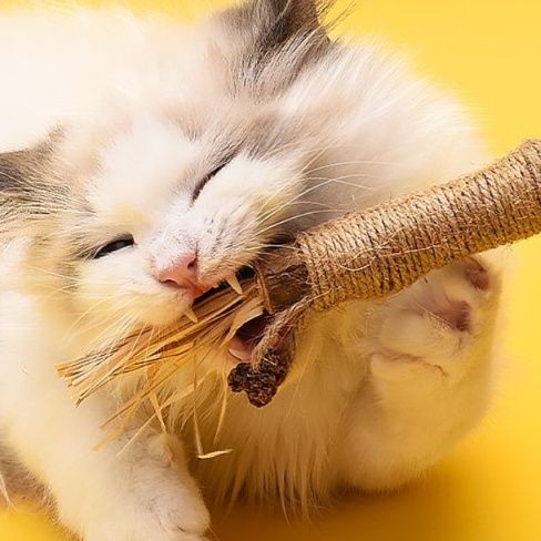 猫 おもちゃ 天然麻縄 歯磨きじゃらし