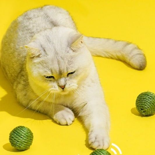 https://fulmo-img-server.com/party-cat/1750658300442_odhji2mt_szm6cafq.jpeg