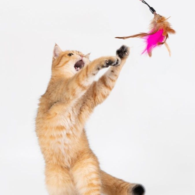 https://fulmo-img-server.com/party-cat/1750658394392_fci3g9aj_8pedibvo.jpeg