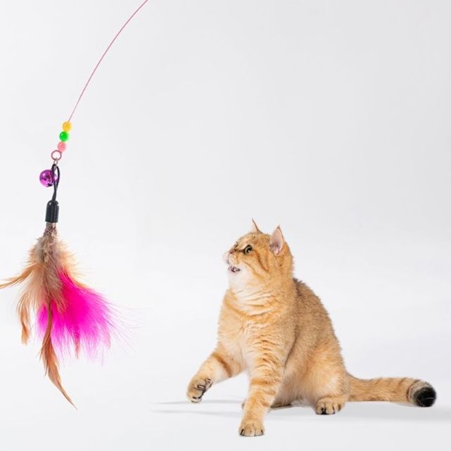 https://fulmo-img-server.com/party-cat/1750658408034_cmmfa0n8_ytubg491.jpeg