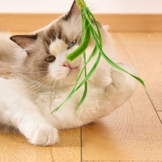 https://fulmo-img-server.com/party-cat/1750658592734_08upzlwu_1uv3dtmv.jpeg