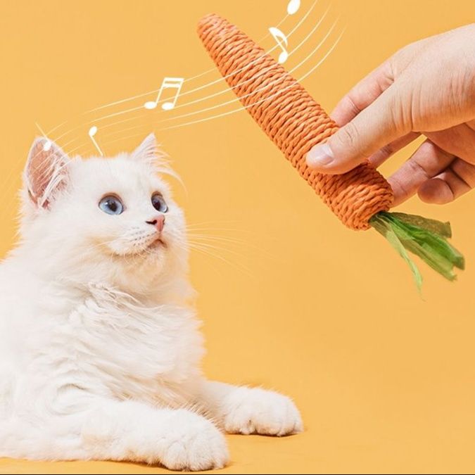https://fulmo-img-server.com/party-cat/1750659005676_yrm8c91u_y9etycun.jpeg