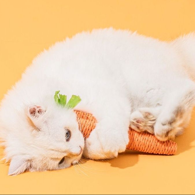 https://fulmo-img-server.com/party-cat/1750659013078_hat2paoj_3nwz4gaz.jpeg