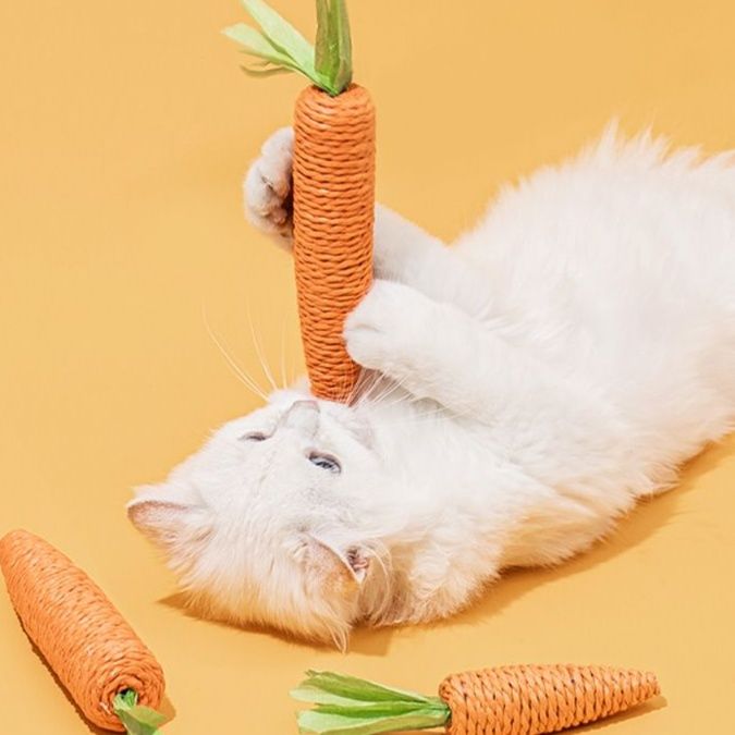 https://fulmo-img-server.com/party-cat/1750659026037_ougsbz8r_fot07r5t.jpeg