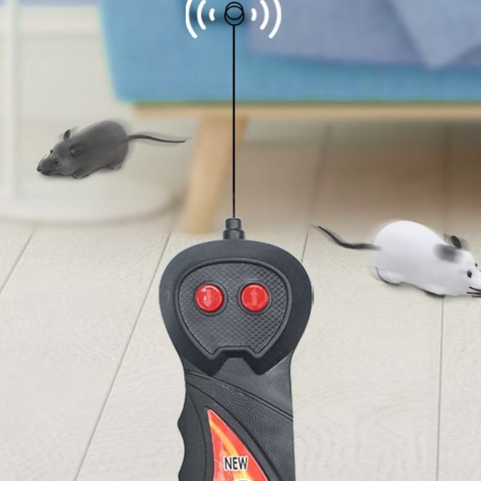 https://fulmo-img-server.com/party-cat/1750659450706_pa6fry8o_o01l73uv.jpeg