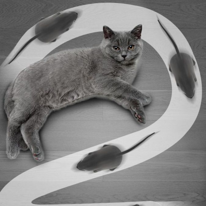 https://fulmo-img-server.com/party-cat/1750659457401_5y9d9r6g_51b28c1d.jpeg