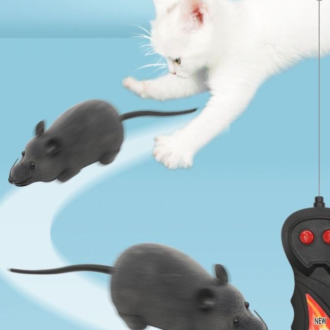 https://fulmo-img-server.com/party-cat/1750659481868_pyxxmur4_r0jeakto.jpeg