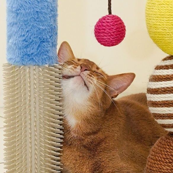 https://fulmo-img-server.com/party-cat/1750659540821_xhrt705n_5ycx13q6.jpeg