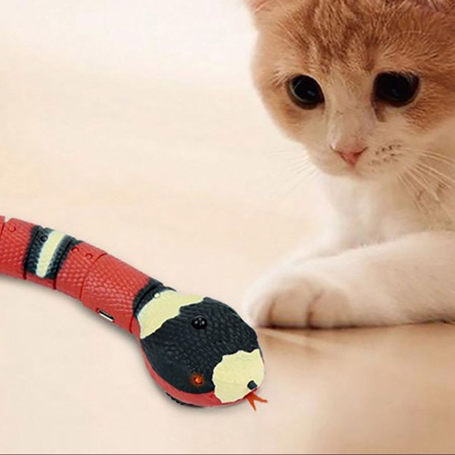 https://fulmo-img-server.com/party-cat/1750659918822_d1pxr5hq_v11azl0w.jpeg