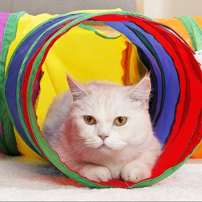 https://fulmo-img-server.com/party-cat/1750660315308_wrmdyajk_2k0ftbwr.jpeg
