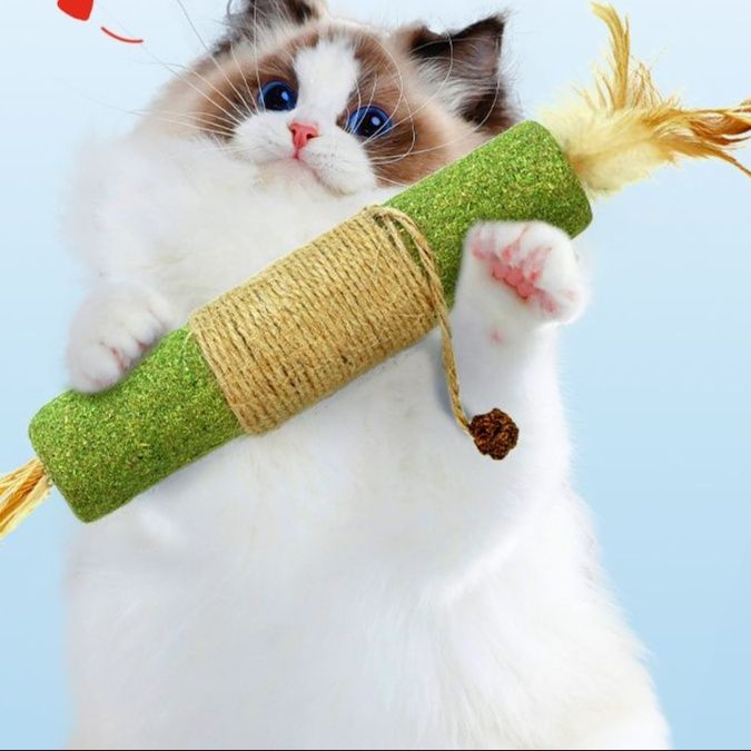 https://fulmo-img-server.com/party-cat/1750660498937_ggzhoivj_hoemxwqp.jpeg