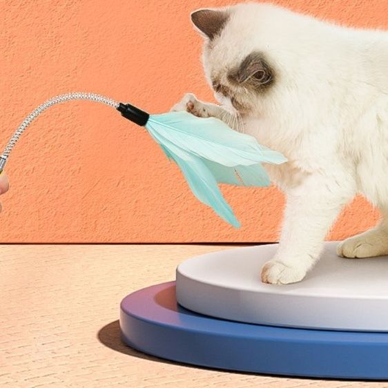 https://fulmo-img-server.com/party-cat/1750661236997_76qultb1_gjwu0ni2.jpeg