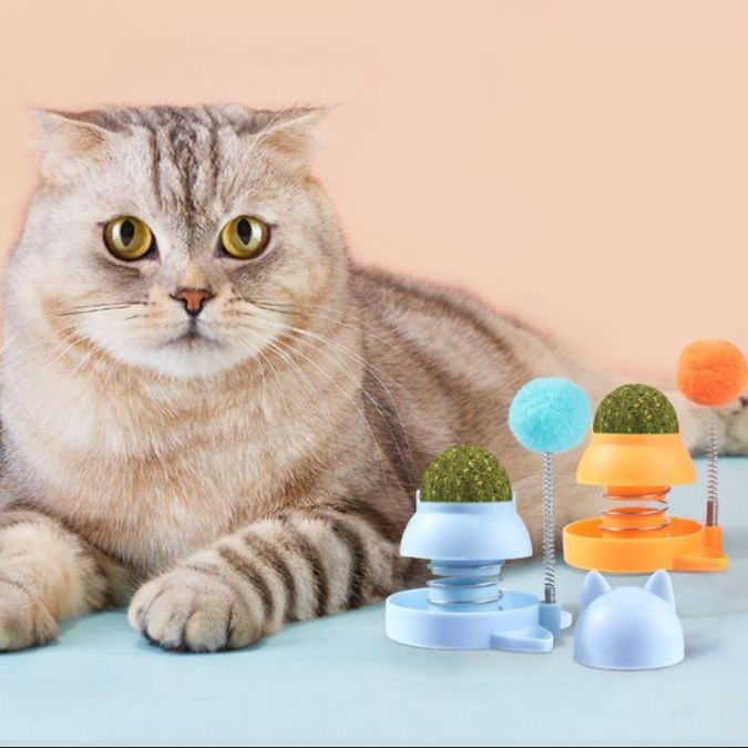 https://fulmo-img-server.com/party-cat/1750661330844_lmf4ppvh_ey4bwdqt.jpeg