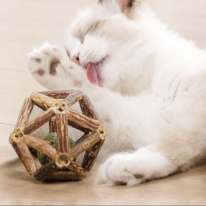 https://fulmo-img-server.com/party-cat/1750661573639_kdr8johx_ln1j15lk.jpeg