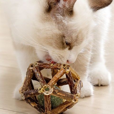 https://fulmo-img-server.com/party-cat/1750661586573_hgf57x9y_29u2xwl6.jpeg
