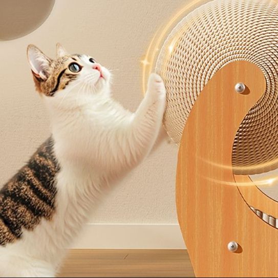 https://fulmo-img-server.com/party-cat/1750662007634_vfaeqwkl_4k4e1gg9.jpeg