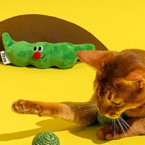 https://fulmo-img-server.com/party-cat/1750679465916_zittwboo_7skgtk52.jpeg