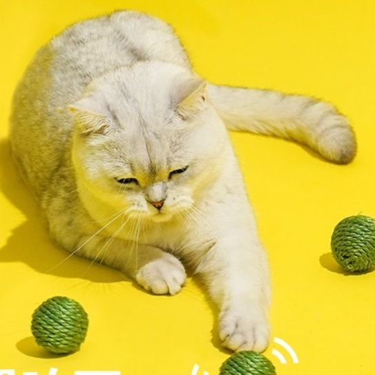 https://fulmo-img-server.com/party-cat/1750679475542_sw25q1i3_qpcv0sq1.jpeg
