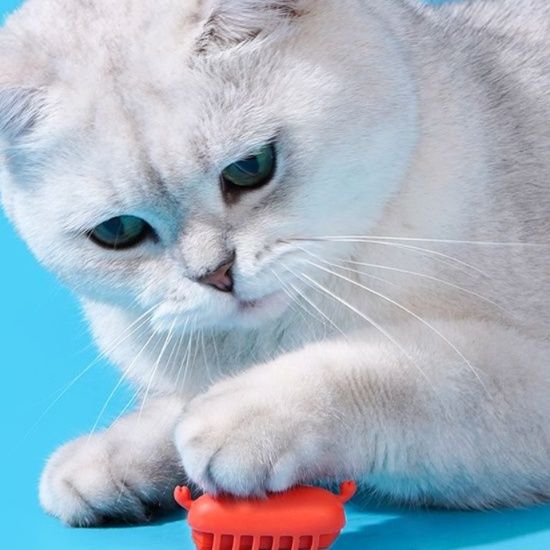 https://fulmo-img-server.com/party-cat/1750679622505_9yhpb3zm_fknvi771.jpeg