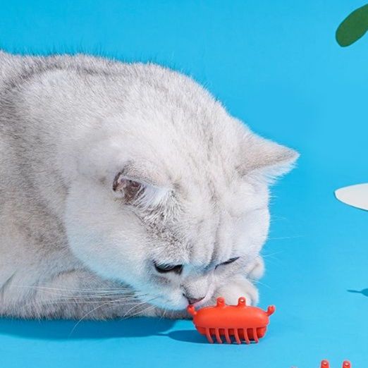 https://fulmo-img-server.com/party-cat/1750679644208_k4qzm9vo_muosimud.jpeg