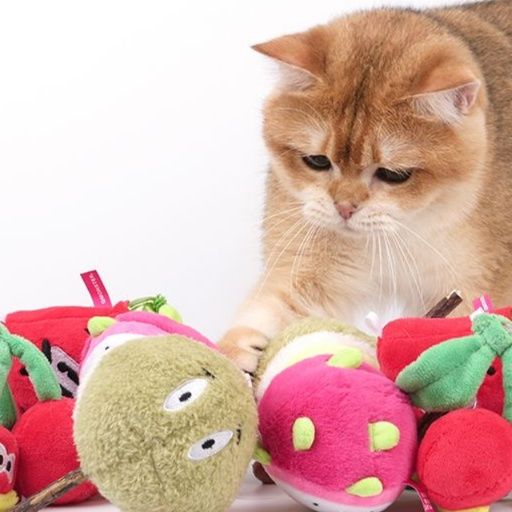 https://fulmo-img-server.com/party-cat/1750679906014_ff25h36q_2ivbj4ce.jpeg