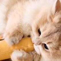 猫 おもちゃ もちもちお魚キャットトイ