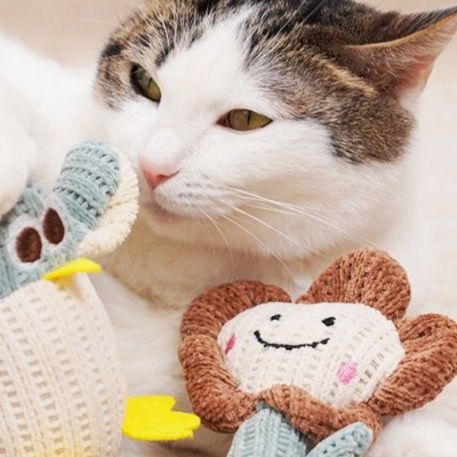 https://fulmo-img-server.com/party-cat/1750729922014_qln8cynm_450jkvp8.jpeg