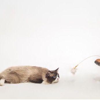 https://fulmo-img-server.com/party-cat/1750733921986_ndomi1n4_00au0hph.jpeg