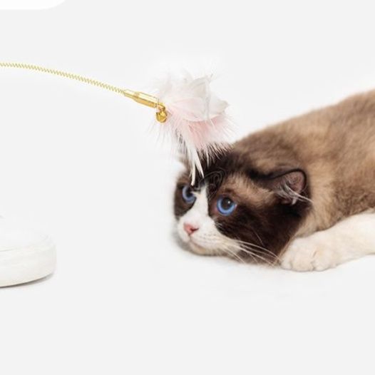 https://fulmo-img-server.com/party-cat/1750733932561_63u74h3h_m3f1kpj6.jpeg