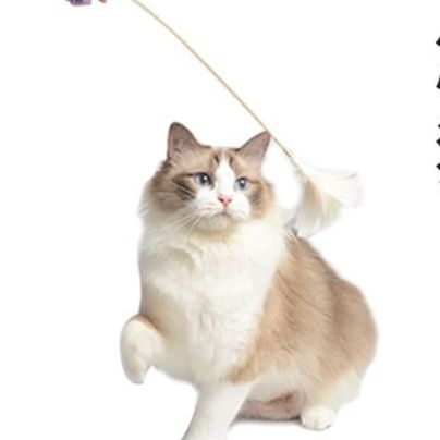 https://fulmo-img-server.com/party-cat/1750733942838_bc1rsktl_dog3mmgm.jpeg