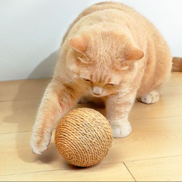 猫 おもちゃ 麻縄鈴付きころころボール
