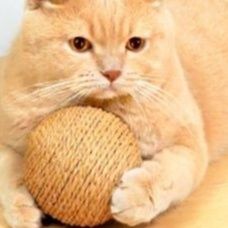 猫 おもちゃ 麻縄鈴付きころころボール