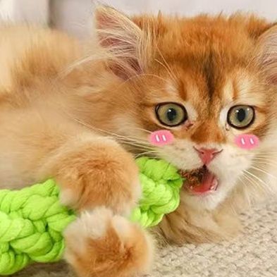猫 おもちゃ 歯磨きニンジンロープ