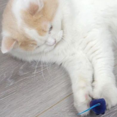 猫 おもちゃ やわらか素材の愛らしいネズミおもちゃ
