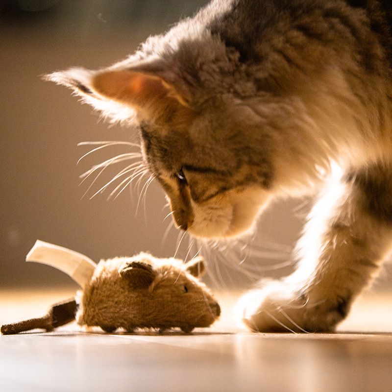 猫 おもちゃ 愛猫ネズミハンター ぬいぐるみセット