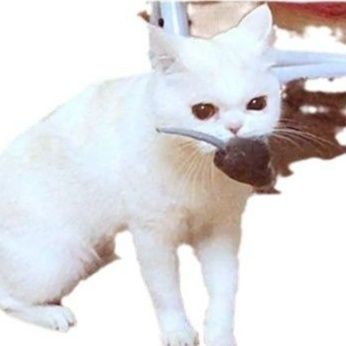 https://fulmo-img-server.com/party-cat/1750839298437_jlbijbbb_7n55v5nd.jpeg