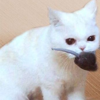 https://fulmo-img-server.com/party-cat/1750839309557_z20k9vzw_rdxvx9ru.jpeg