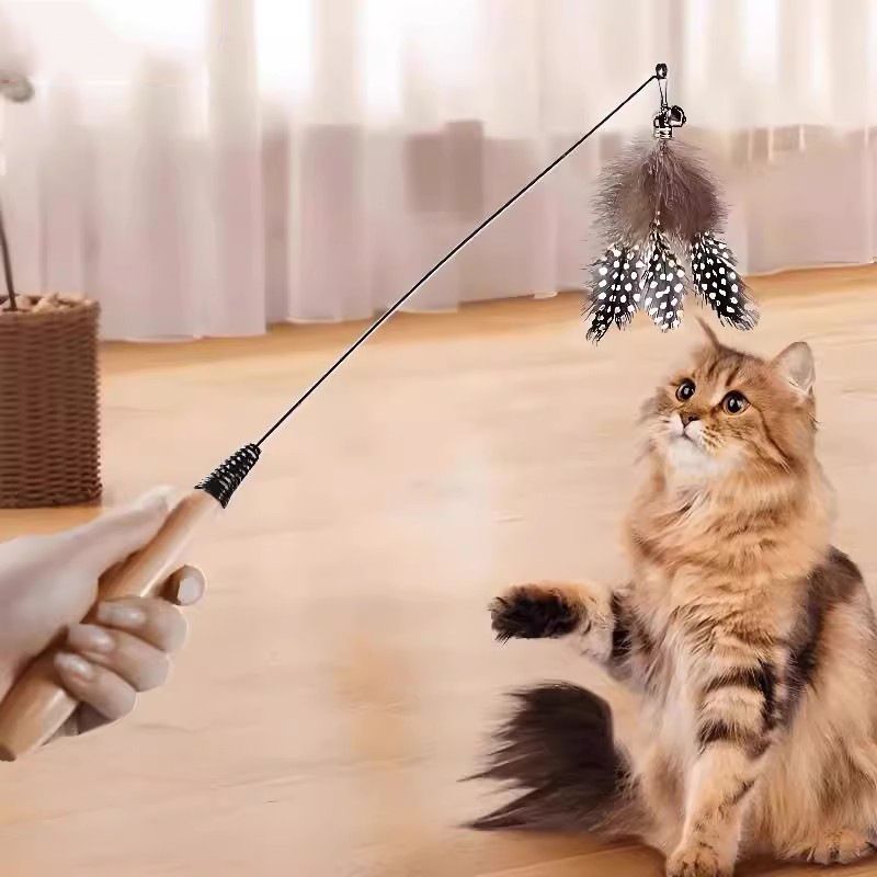 https://fulmo-img-server.com/party-cat/1750840105431_eqn00bj1_c1ub779z.jpeg