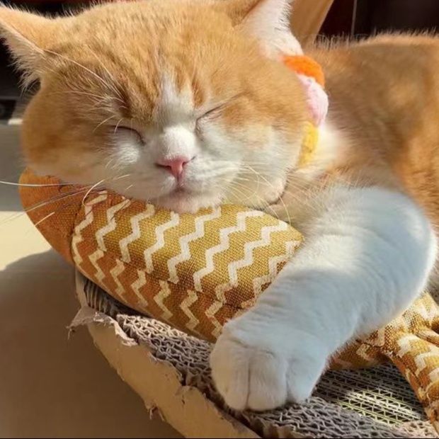猫 おもちゃ 蹴り蹴りおさかな布製猫おもちゃ