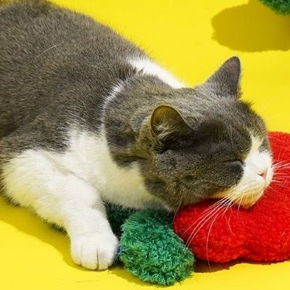 猫 おもちゃ おめかしお花のにぎにぎ知育玩具