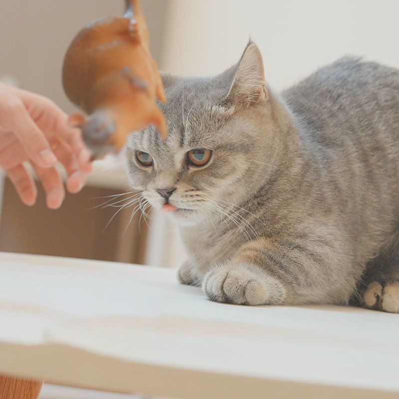 猫 おもちゃ もふもふ仲良しネズミおもちゃ