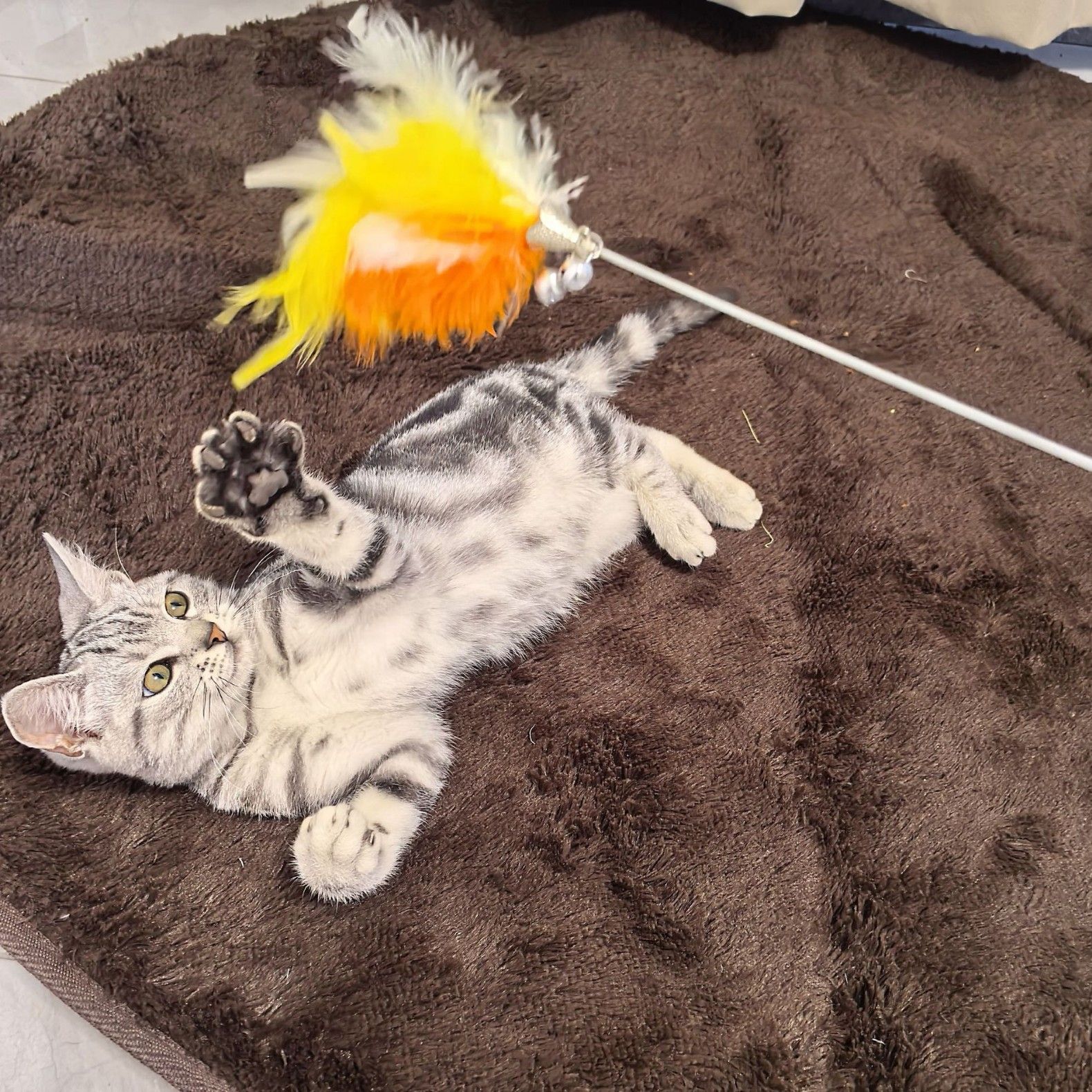 猫 おもちゃ ふわふわ棒型じゃらし知育玩具