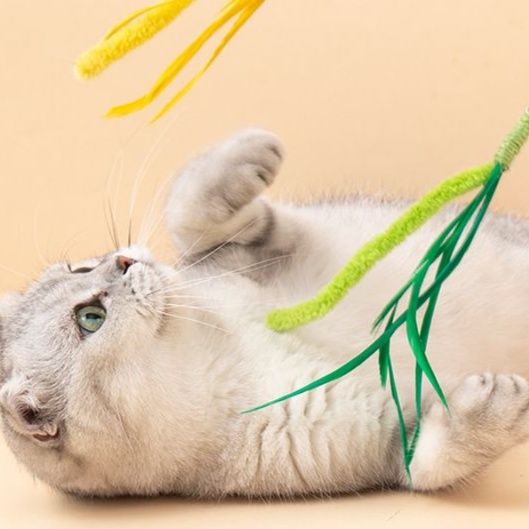 https://fulmo-img-server.com/party-cat/1751080586056_w4obwjn2_9k2dfoax.jpeg