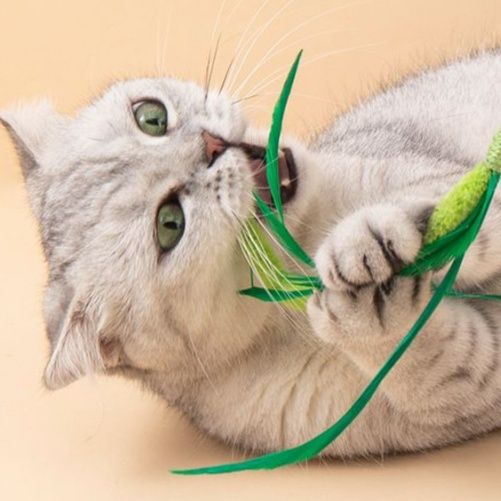 https://fulmo-img-server.com/party-cat/1751080594814_y1g5m57l_co1aq0tq.jpeg