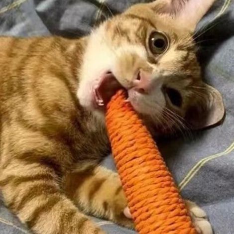 猫 おもちゃ にんじんシリーズ 猫じゃらし 歯磨きおもちゃ