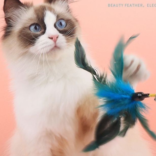 https://fulmo-img-server.com/party-cat/1751081232838_dz1m8l6k_imdhnwxa.jpeg