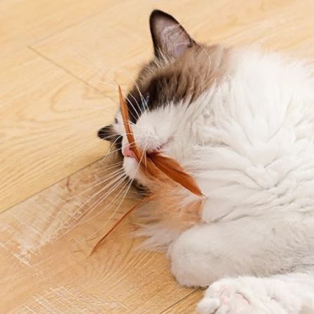 https://fulmo-img-server.com/party-cat/1751081740161_y1gcostj_0ra1lf85.jpeg