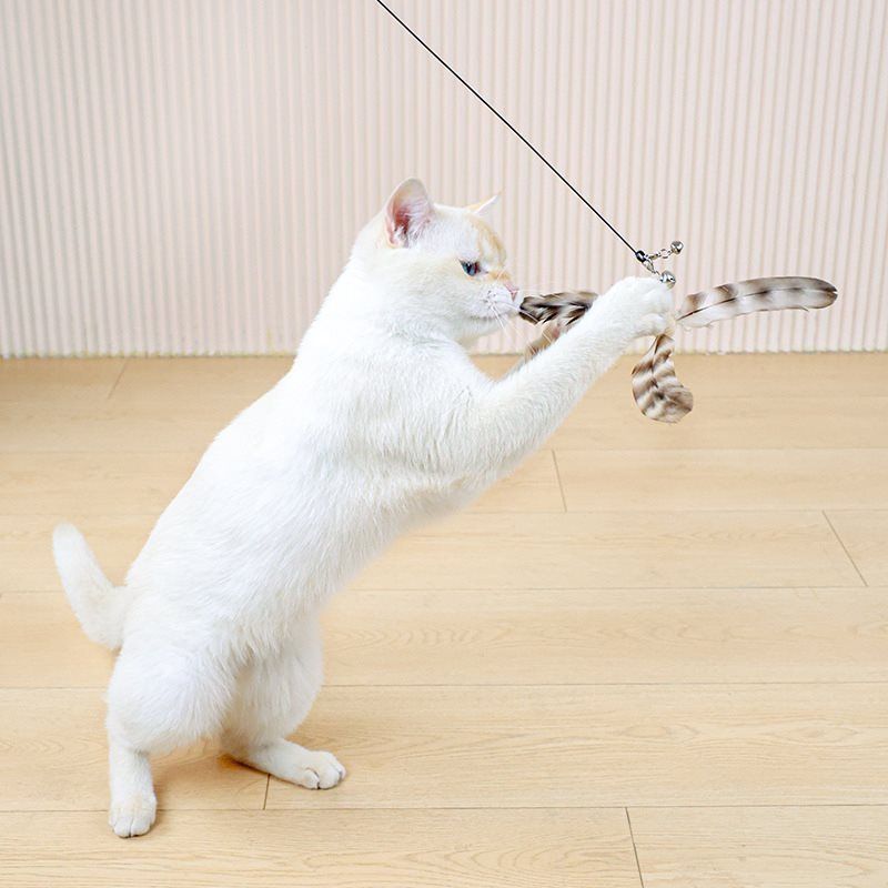 https://fulmo-img-server.com/party-cat/1751082479009_1nw379e7_1zphozbx.jpeg