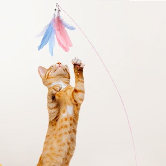 https://fulmo-img-server.com/party-cat/1751082582007_r58x820s_6nfop3lh.jpeg
